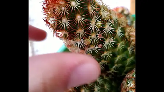 Caquito Porn &lpar;Outdoors ASMR&rpar;